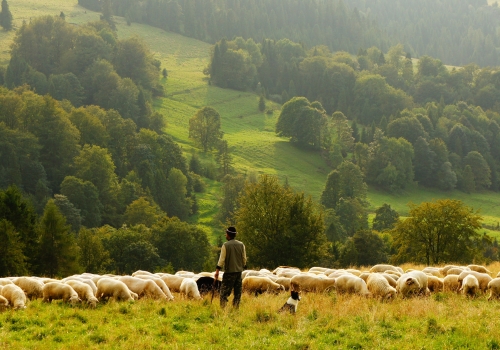 The Good Shepherd | Calm Christian Music